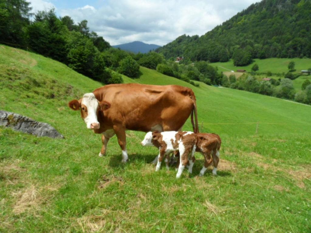 Kilianmuehle Farm stay *